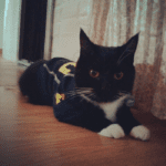 midas-hulyksmith-killer-kitten